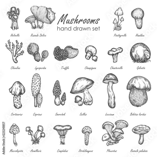 Mushroom hand drawn sketch vector illustration. Mushrooms vector set truffle, chanterelle, champignon, enokitake Vintage food collection