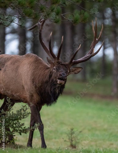 Fototapeta Naklejka Na Ścianę i Meble -  Bull Elk 