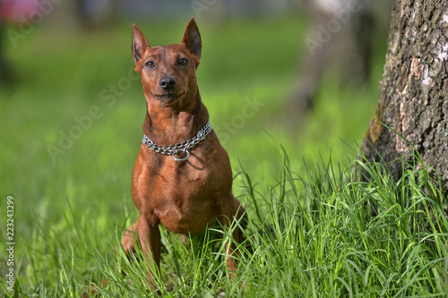 The Miniature Pinscher