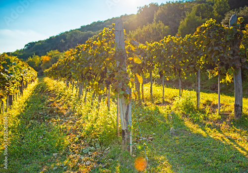 Nice vineyard in autumn