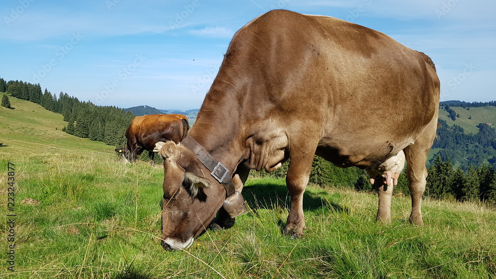 Allgäuer Braunvieh Allgäuer Braunvieh
