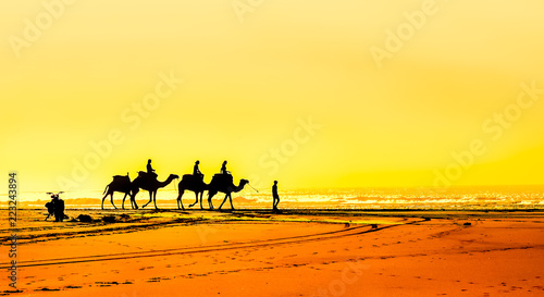 Group of camel at the beach of Essaouira in Morocco