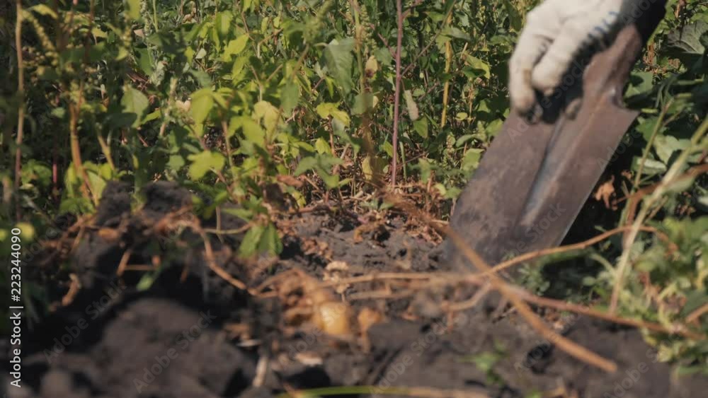 Cleaning of fresh organic potatoes in the field, farmers harvesting potatoes from the soil. Cleaning of fresh organic potatoes in the field, farmers harvesting potatoes from the soil.