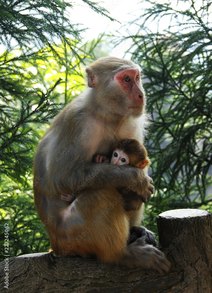 Fototapeta premium mother and baby macaque