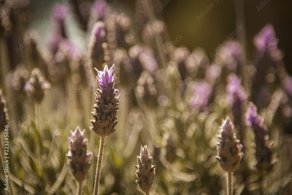 Obraz premium Lavender Flower