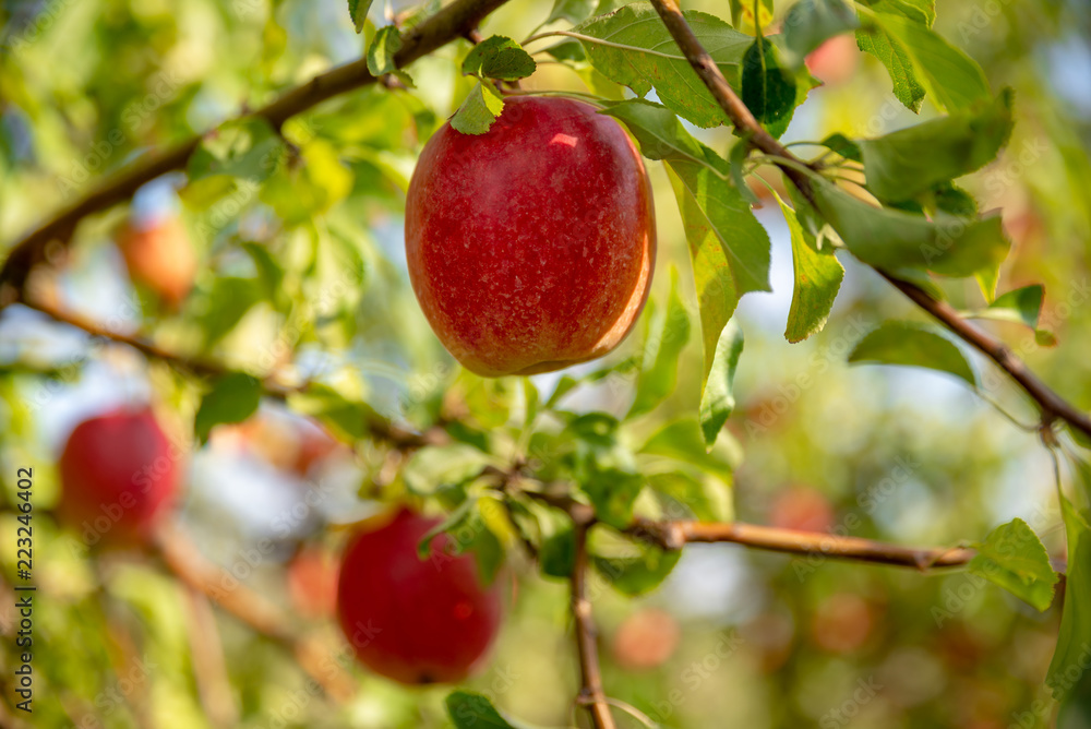 Apfel, Obst, rot