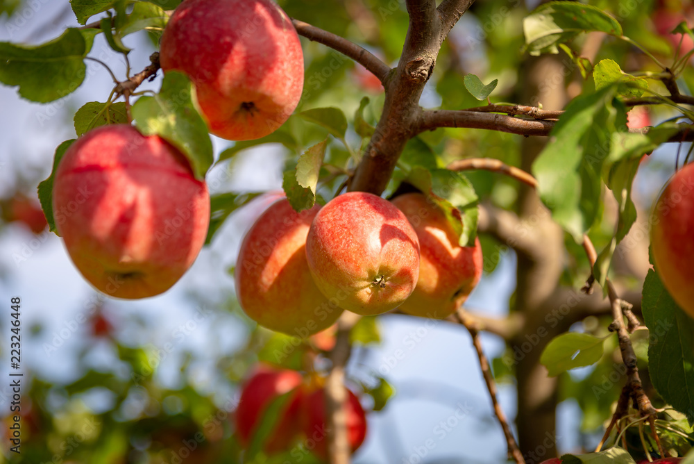 Obraz premium Äpfel, regionales Obst, Deutschland
