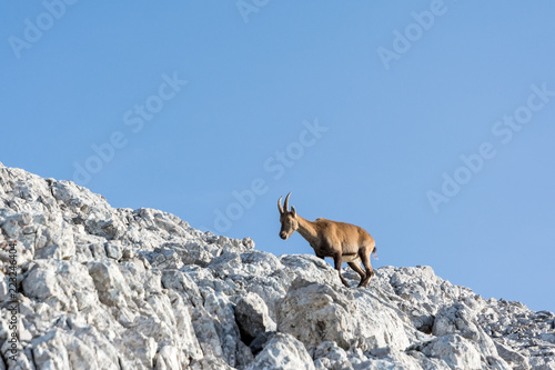 chamois on rock  in summer time