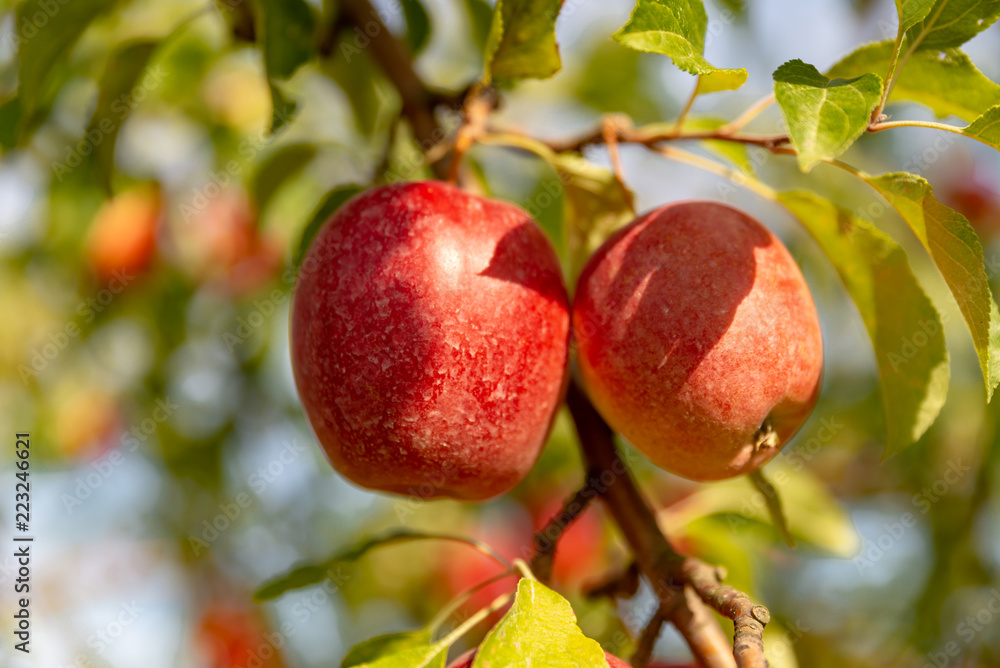 zwei rote Äpfel, Natur, Obst, regional