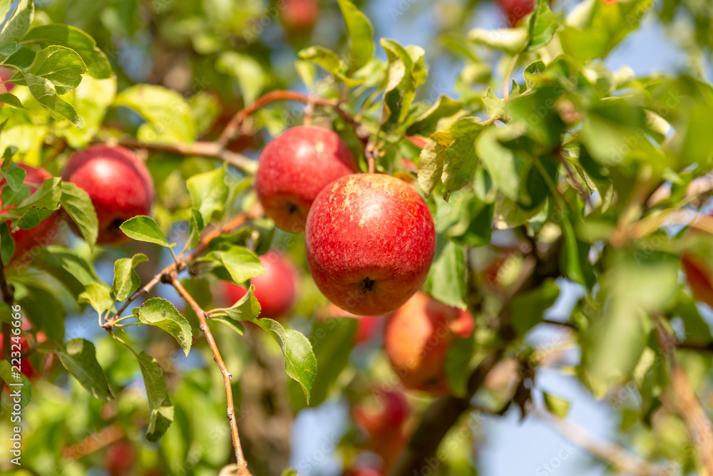 rote Äpfel an einem Baum