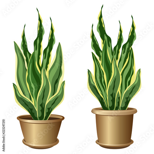 Sansevieria plants in pots (snake plant, snake tonque, mother-in-law's tongue). Vector illustrations isolated on white background for interior design.
