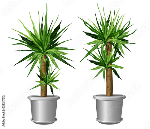 Two yucca plants in pots (Yucca aloifolia, aloe yucca, dagger plant). Vector illustrations isolated on white background for interior design.