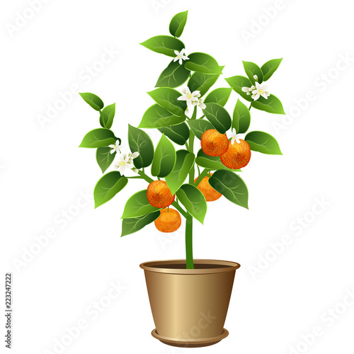 Mandarin tree in pot (Citrus reticulata, mandarin orange, robson) with fruits and flowers. Vector illustration isolated on white background.