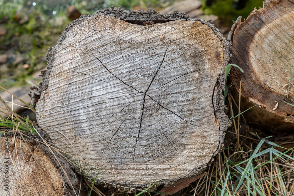 Looking at the cross section of a cut tree trunk Looking at the cross section of a cut tree trunk