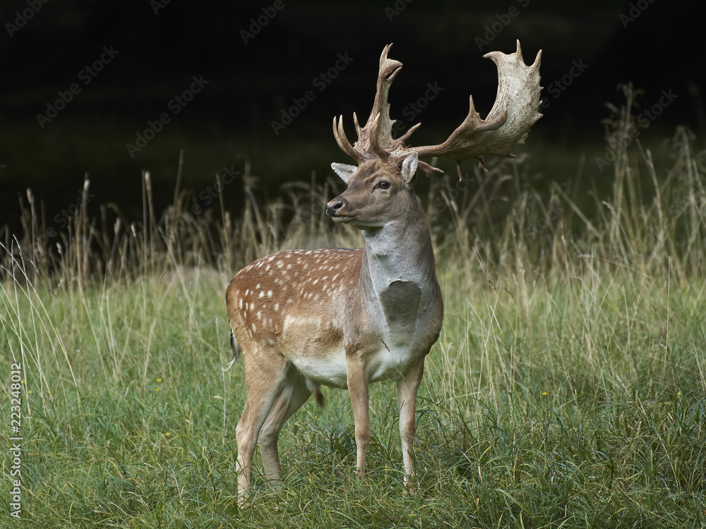 Fallow deer (Dama dama) Fallow deer (Dama dama)