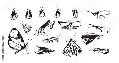 Set of hand drawn stylized insects. Sketch style vector illustration of moth silhouettes. Black isolated on white background © Ekaterina