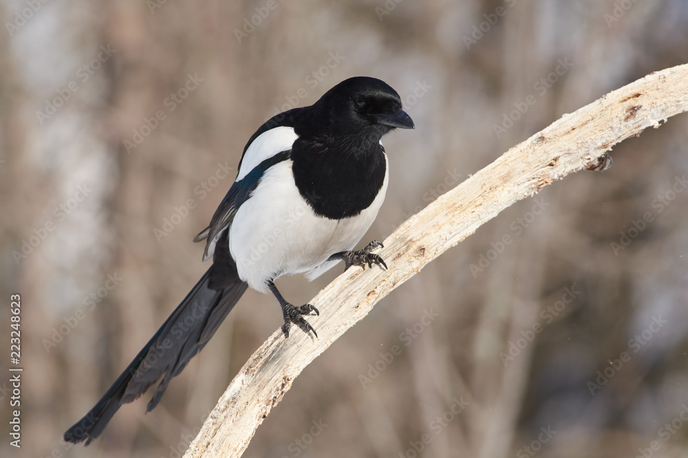 Eurasian magpie sits on a branch very close, every feather is clearly visible. Eurasian magpie sits on a branch very close, every feather is clearly visible.