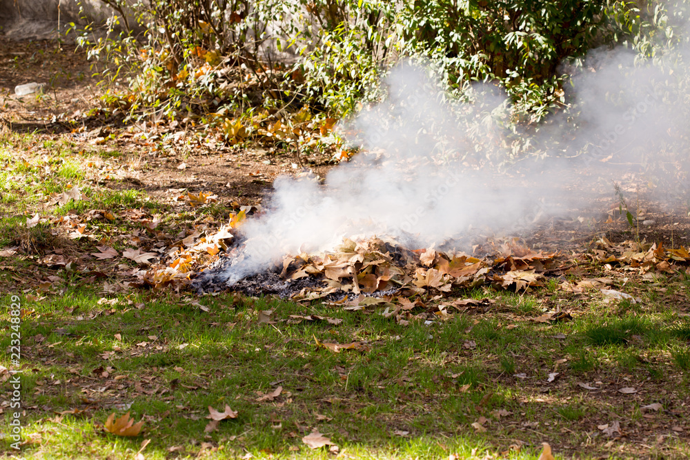 smoke from burning leaves smoke from burning leaves