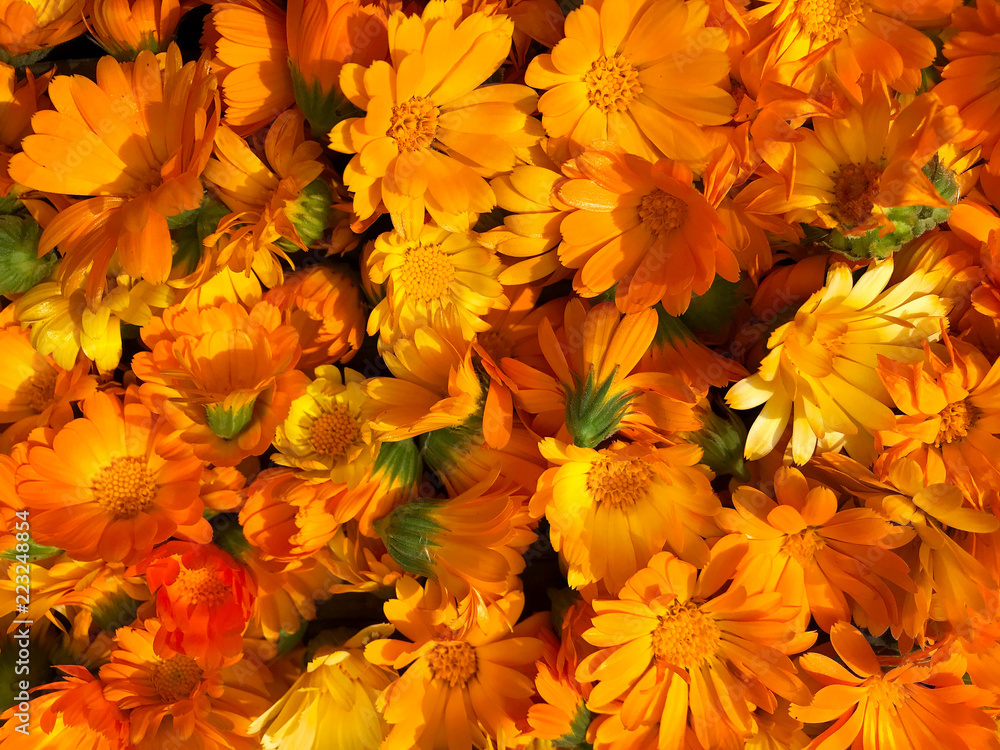 Bright orange flowers of calendula officinalis. Bright orange flowers of calendula officinalis.