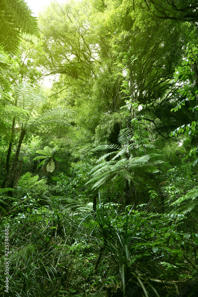 Fototapeta premium Dżungla