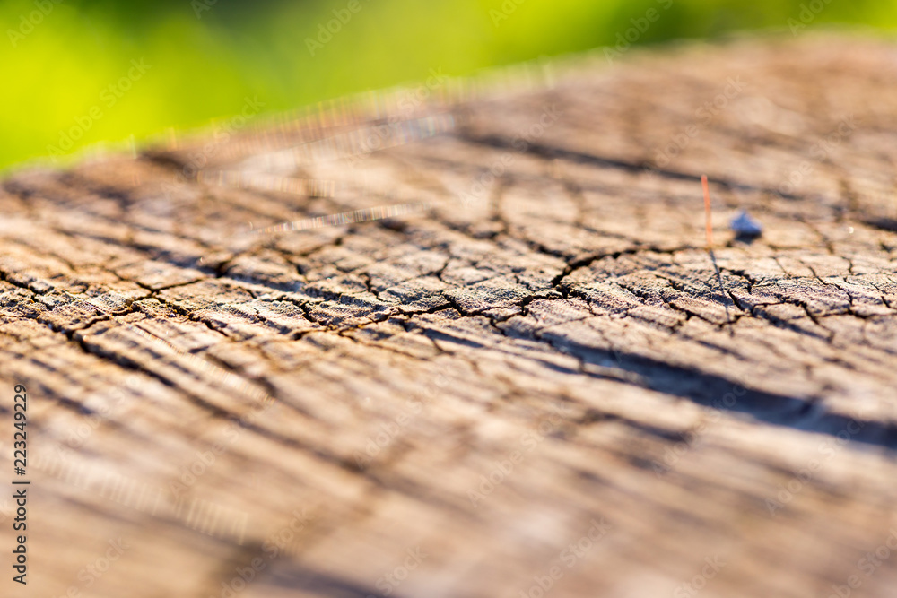 Obraz premium texture of tree stump