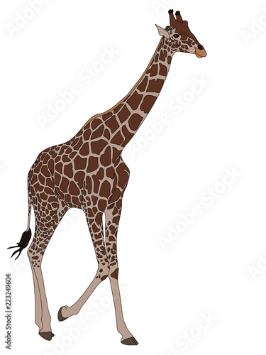 Digitally Handdrawn Illustration of a wildlife giraffe isolated on white background
