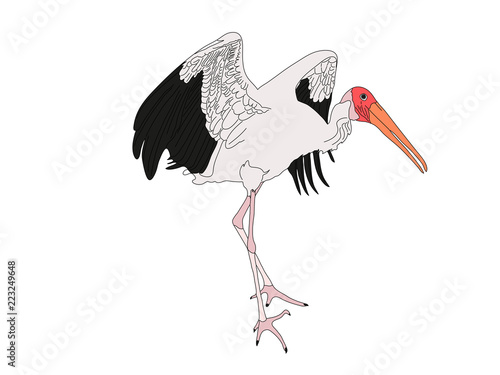 Digitally Handdrawn Illustration of a wildlife stork isolated on white background
