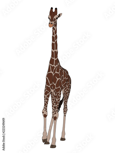 Digitally Handdrawn Illustration of a wildlife giraffe isolated on white background