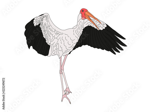 Digitally Handdrawn Illustration of a wildlife stork isolated on white background