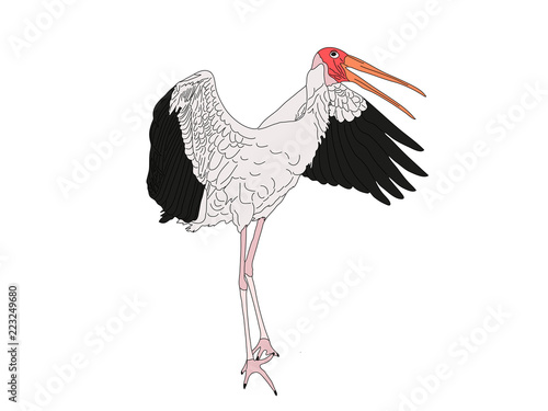 Digitally Handdrawn Illustration of a wildlife stork isolated on white background