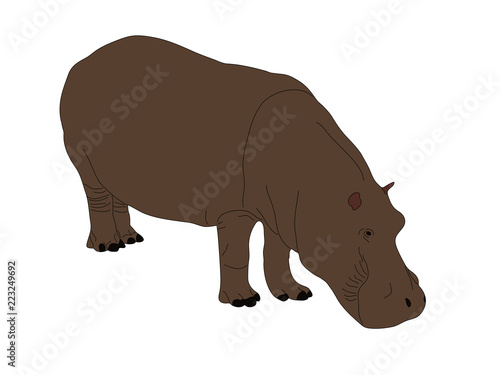 Digitally Handdrawn Illustration of a wildlife hippo isolated on white background