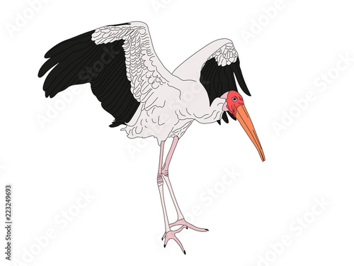 Digitally Handdrawn Illustration of a wildlife stork isolated on white background