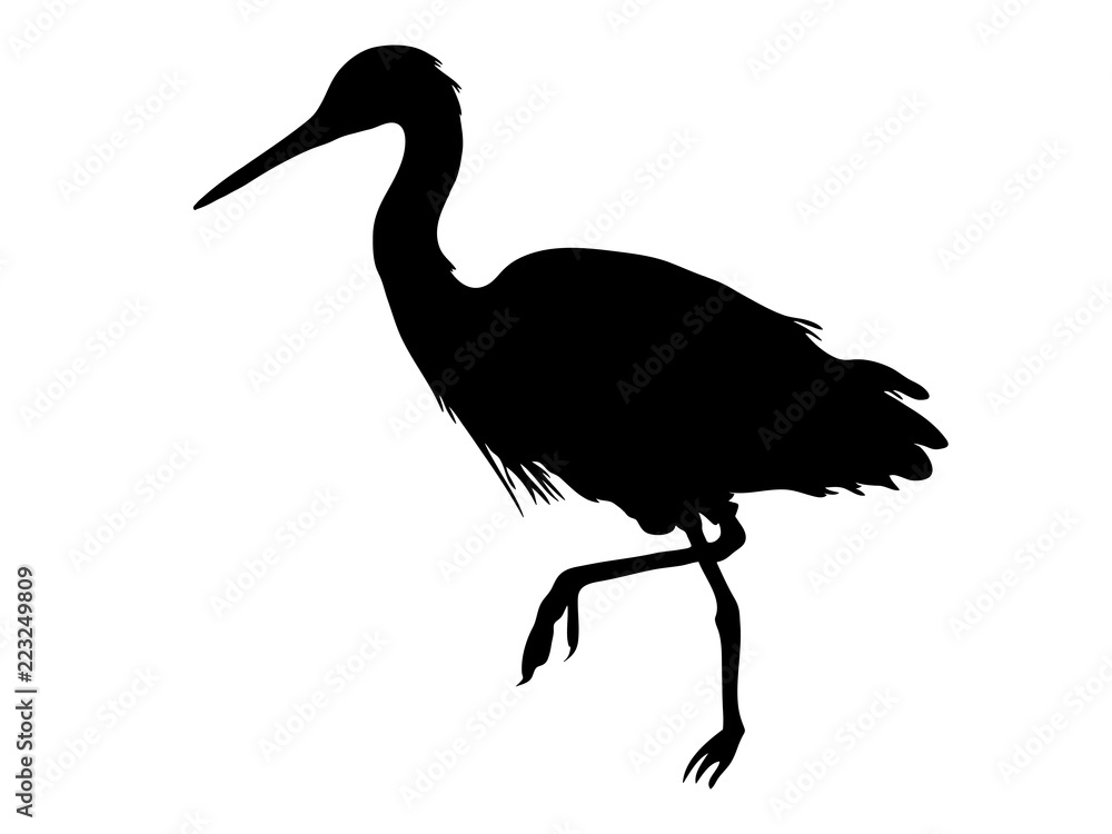 Fototapeta premium Digitally handdrawn Silhouette of a sea bird isolated on white background