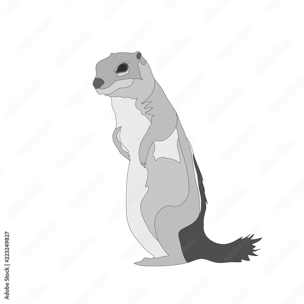 Fototapeta premium Digitally Handdrawn Illustration of a wildlife ground squirrel isolated on white background