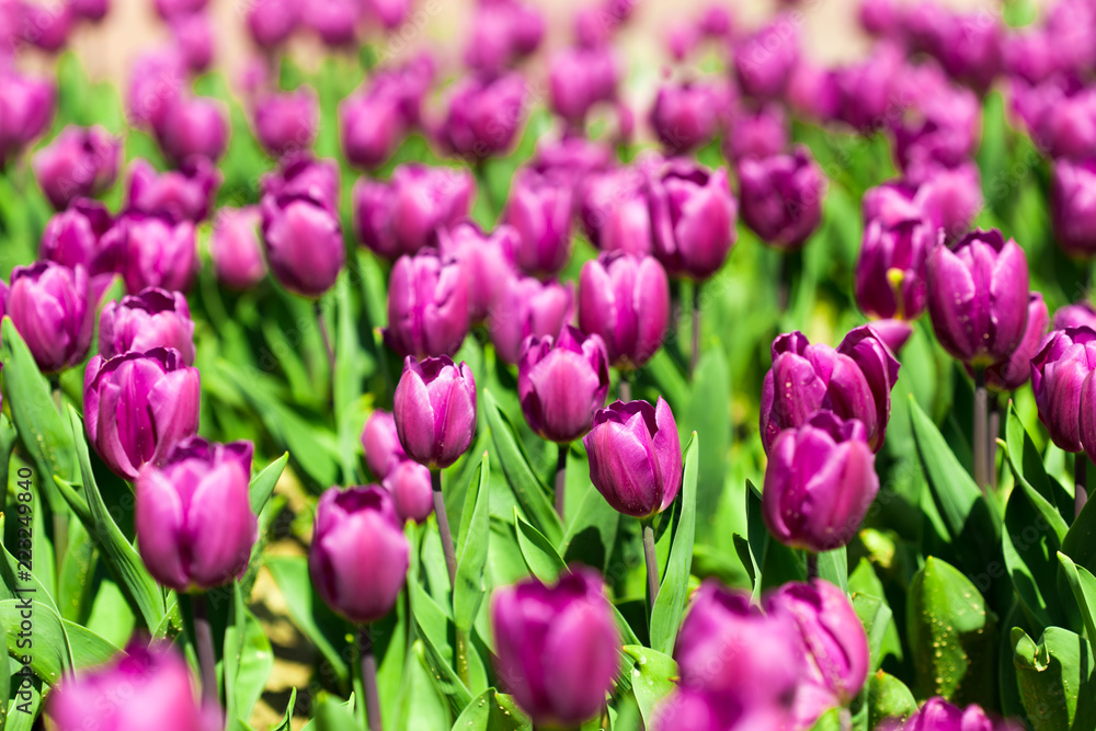 Beautiful tulips in a Dutch landscape. Photographed from different positions Beautiful tulips in a Dutch landscape. Photographed from different positions
