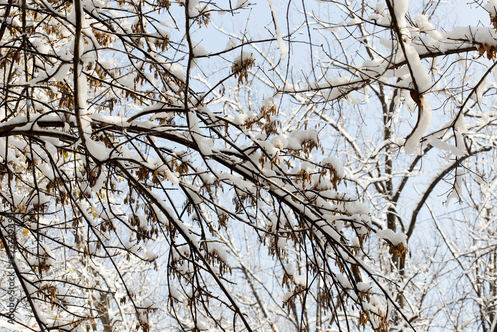 winter tree winter tree