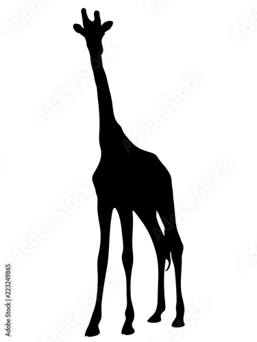 Digitally handdrawn Silhouette of a giraffe isolated on white background