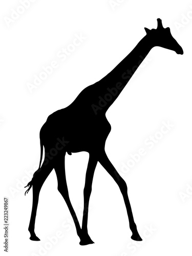 Digitally handdrawn Silhouette of a giraffe isolated on white background