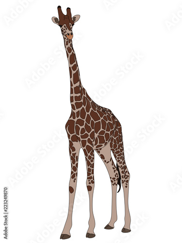 Digitally Handdrawn Illustration of a wildlife giraffe isolated on white background