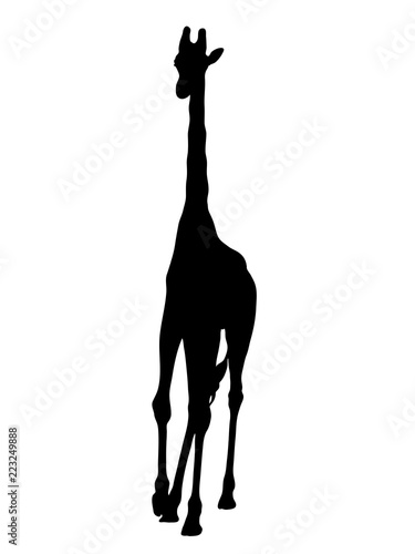 Digitally handdrawn Silhouette of a giraffe isolated on white background