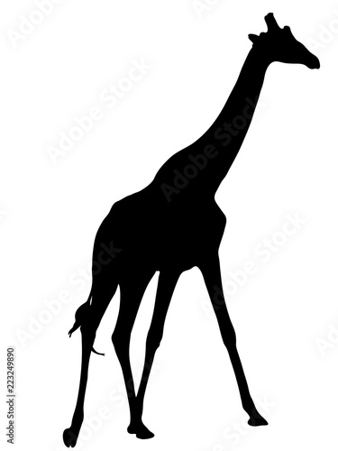 Digitally handdrawn Silhouette of a giraffe isolated on white background