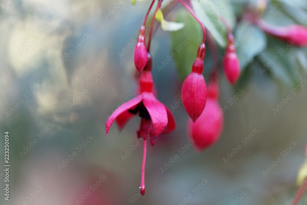 Hummingbird fuchsia (Fuchsia magellanica) Hummingbird fuchsia (Fuchsia magellanica)