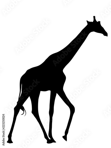 Digitally handdrawn Silhouette of a giraffe isolated on white background