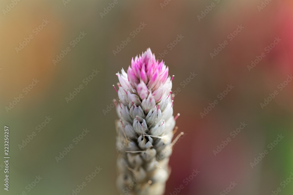 Plumed cockscomb flower (Celosia argentea)