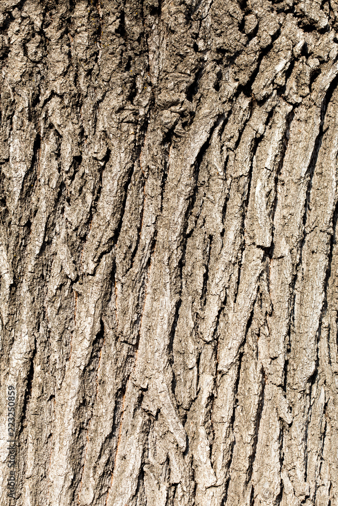 Obraz premium Tree Bark