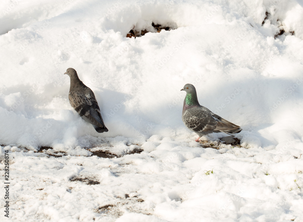 flock of pigeons on snow in winter