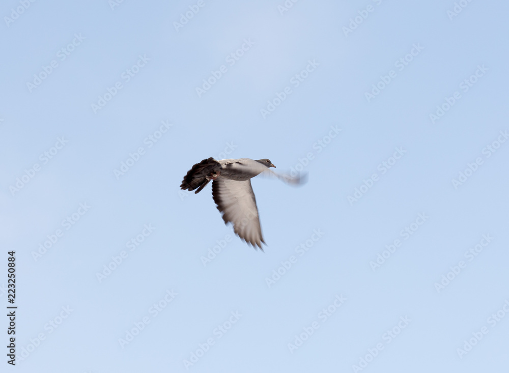 flock of pigeons on snow in winter flock of pigeons on snow in winter