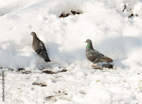 flock of pigeons on snow in winter © donikz