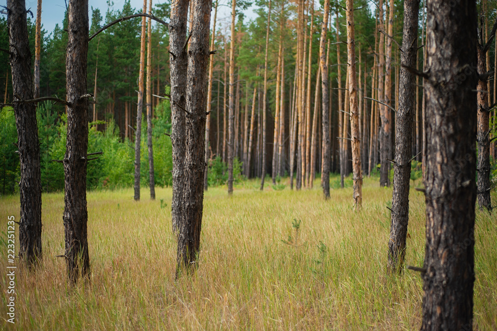 Evening with sunset in a pine forest. Evening with sunset in a pine forest.
