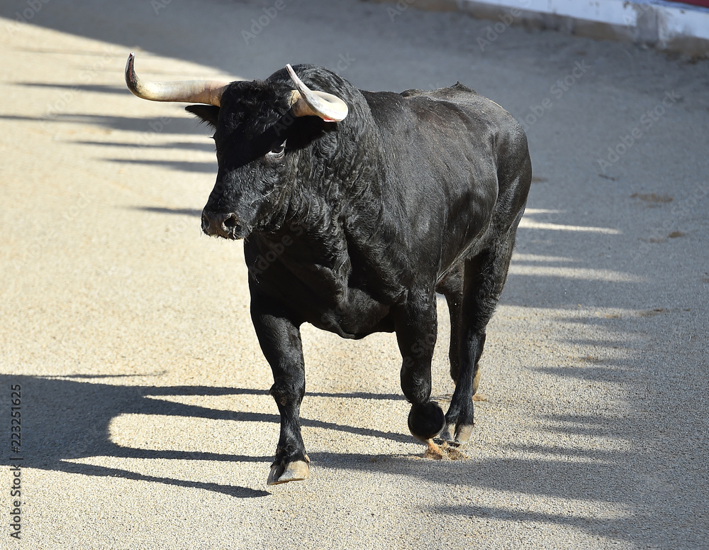 bull in spain witg big horns bull in spain witg big horns